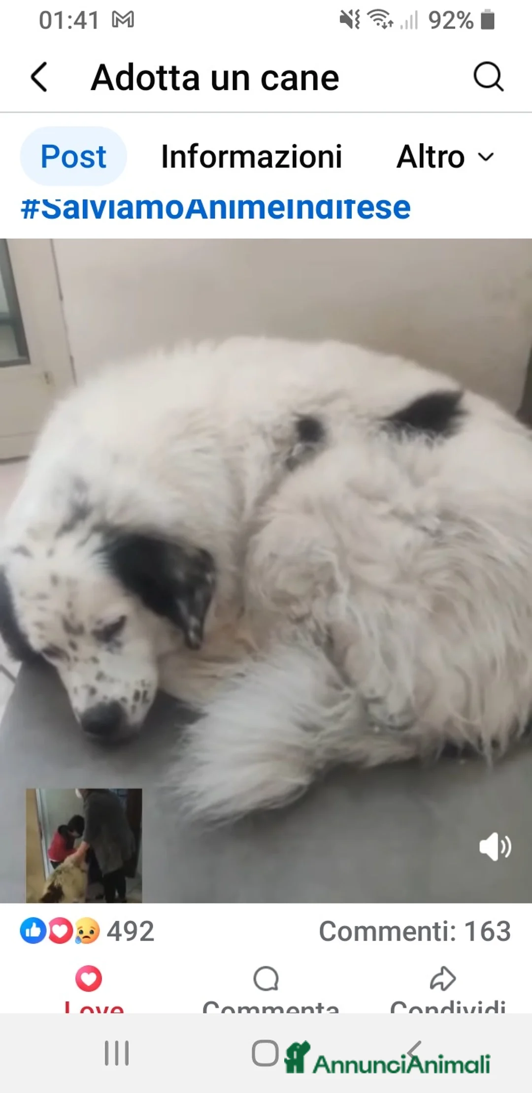 Meticcio cani in regalo: ADOZ.DEL💔:morirà di tristezza chiuso sul balcone! - Annuncio 1
