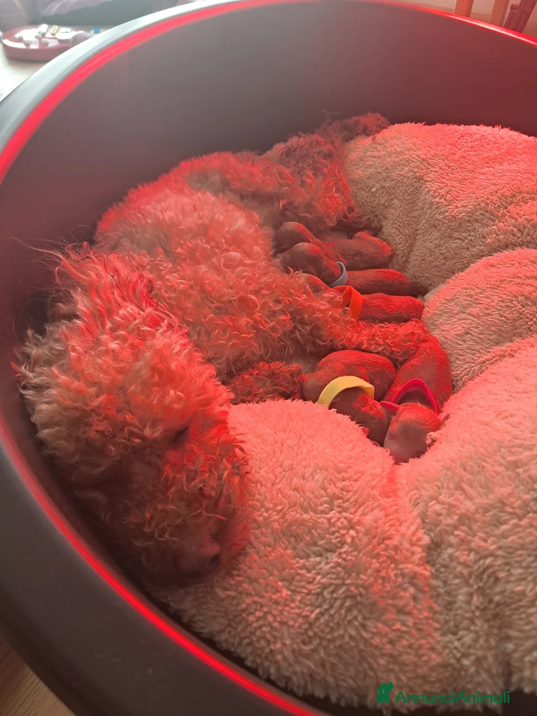 Barboncino Toy cani in vendita: Vendo barboncino toy red  - Annuncio 5