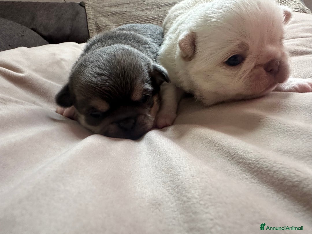 Chihuahua cani in vendita: cuccioli chihuahua - Annuncio 5