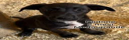 Meticcio cani in regalo: Cuccioli in cerca di famiglie  - Annuncio 4
