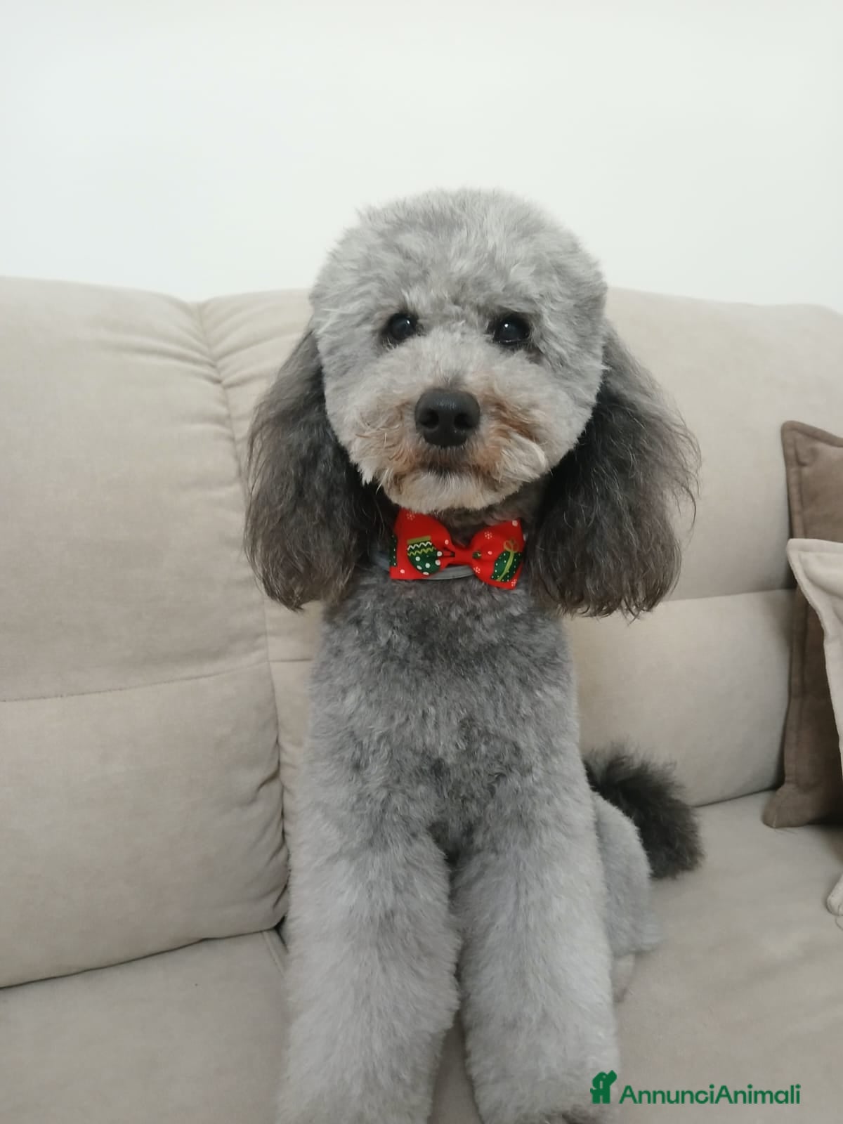 Barboncino cani barboncino nano maschio per monta - Annuncio 1