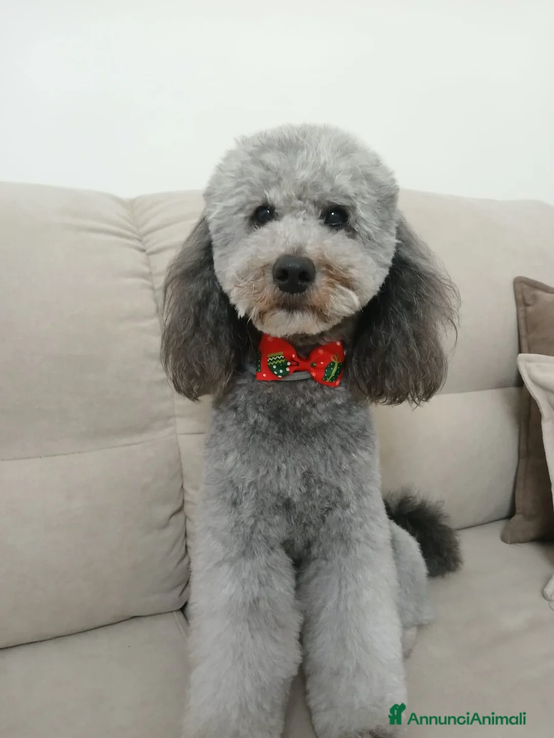 Barboncino cani per accoppiamento: barboncino nano maschio per monta - Annuncio 1