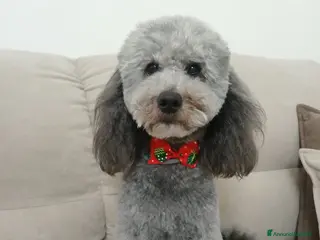 Barboncino cani barboncino nano maschio per monta - Annuncio 3