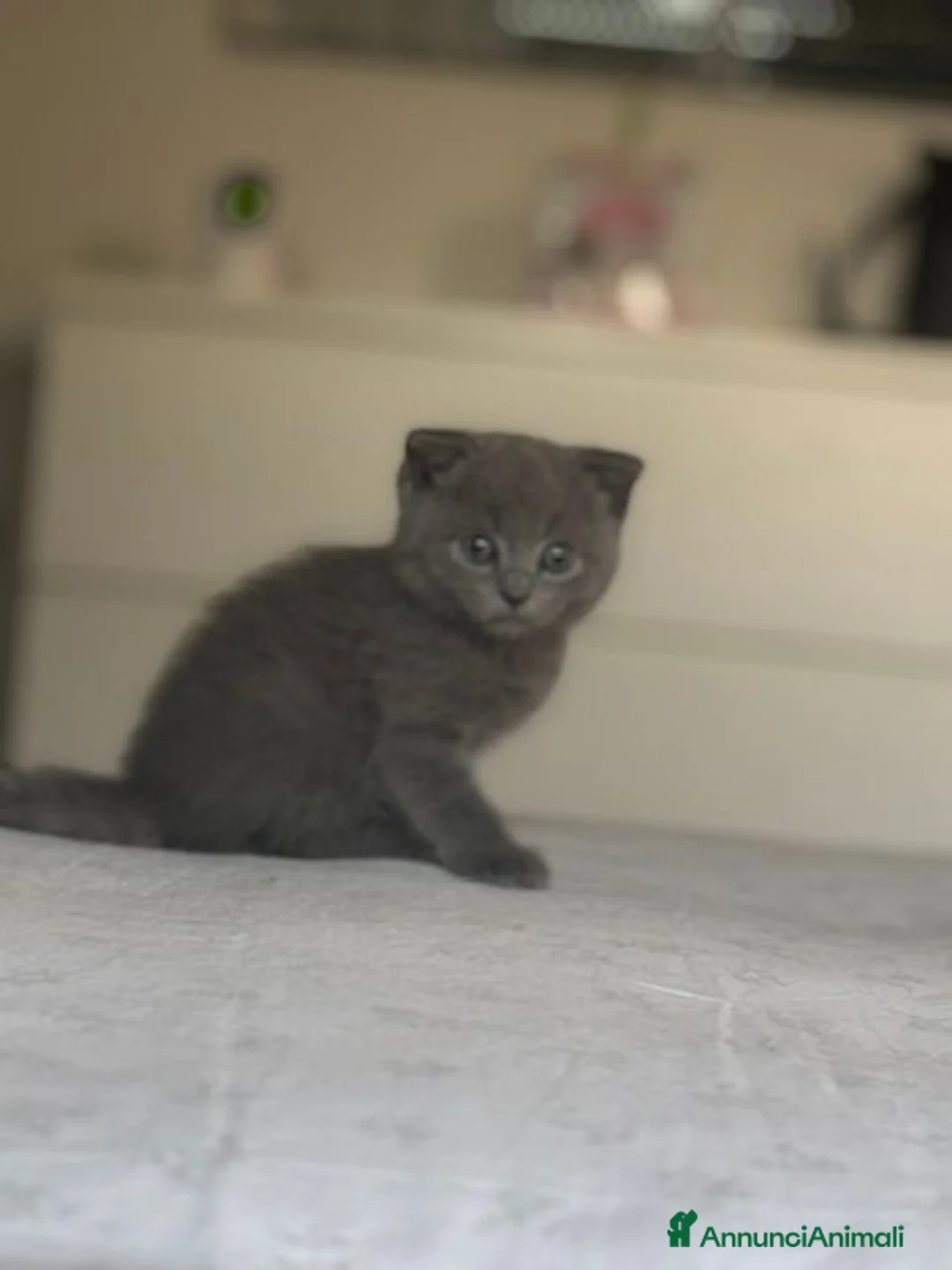 Scottish gatti in vendita: Cucciolata Scottish-British - Annuncio 15