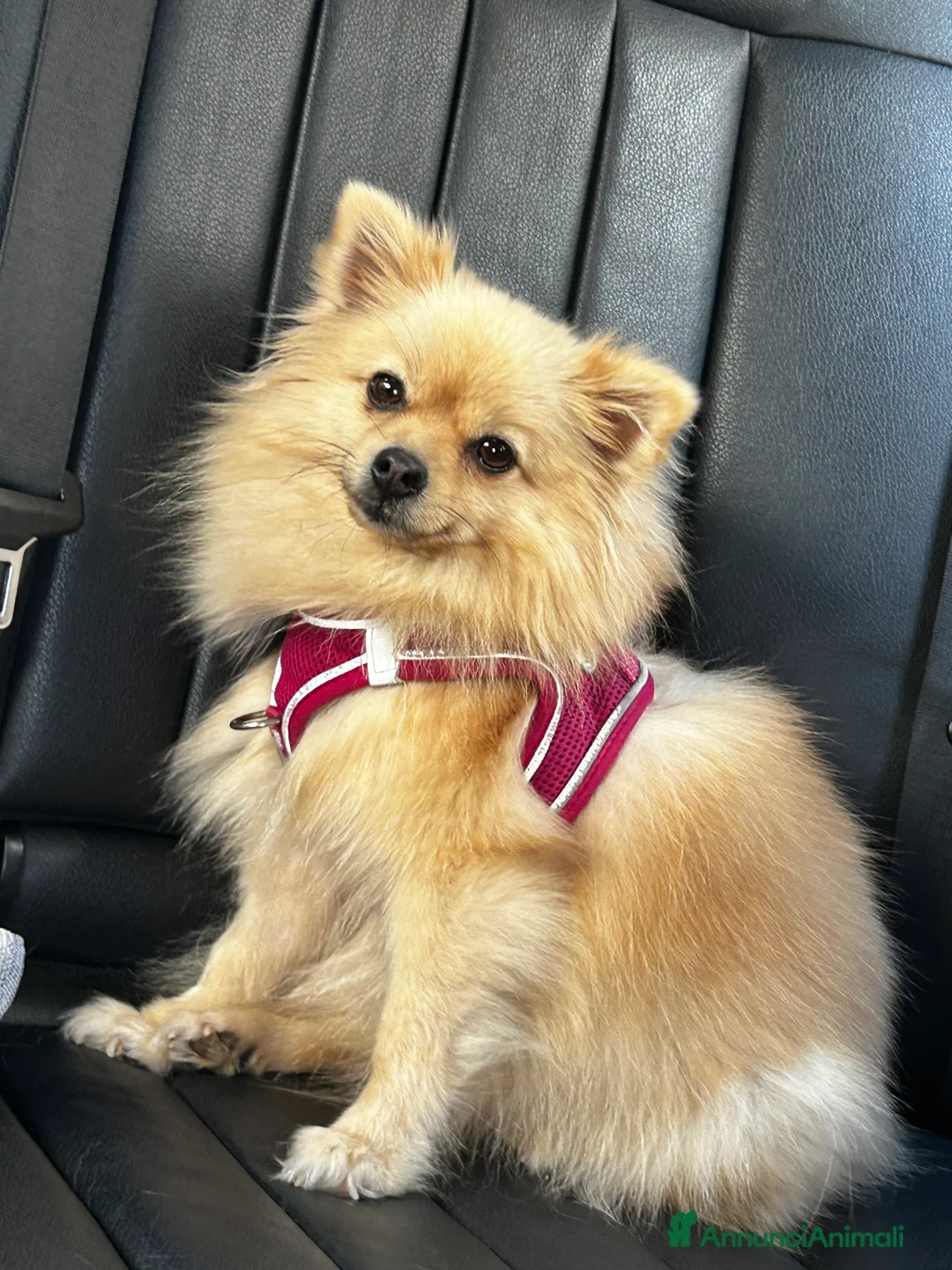 Spitz cani in vendita: SPITZ NANO DI POMERANIA MASCHIETTI  - Annuncio 10