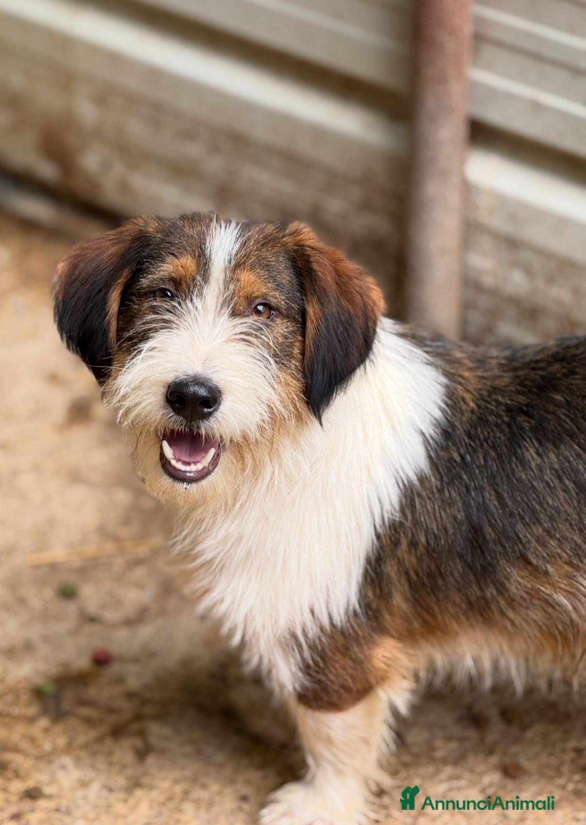 Meticcio cani SPANK, pelosone super coccolone! - Annuncio 34