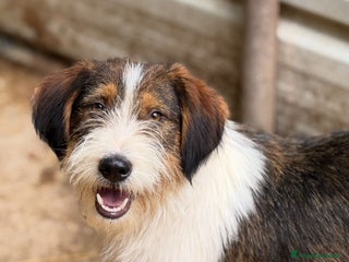 Meticcio cani SPANK, pelosone super coccolone! - Annuncio 10