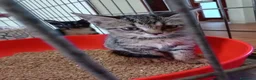 Europeo gatti in regalo: due cuccioli 2 mesi cercano casa❤️❤️ - Annuncio 6