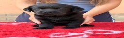 Labrador cani in vendita: Cuccioli di Labrador - Annuncio 4