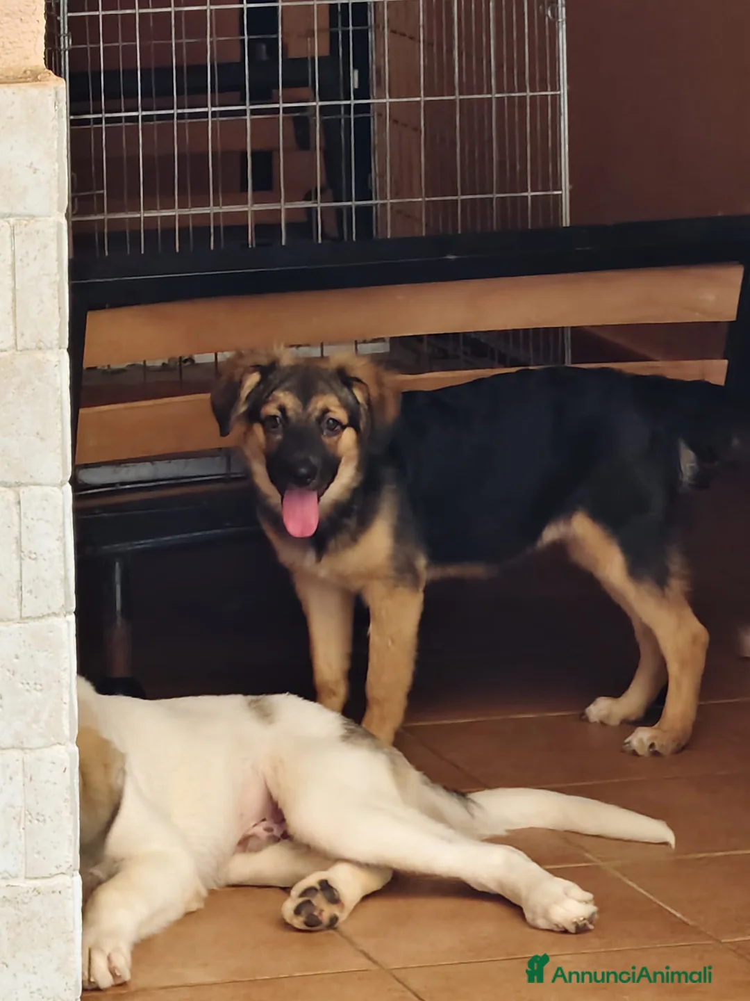 Meticcio cani in regalo: Gea bellissima cucciola a pelo lungo - Annuncio 2