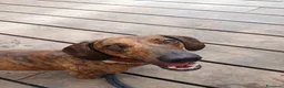 Bassotto cani per accoppiamento: Cercasi femmina  a Provincia di Cuneo - Annuncio 4