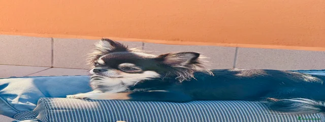 Ariel pl fairyland Chihuahua Kennel 