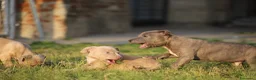 Pitbull cani in vendita: Cuccioli Pit Bull con Pedigree anche a rate  - Annuncio 33