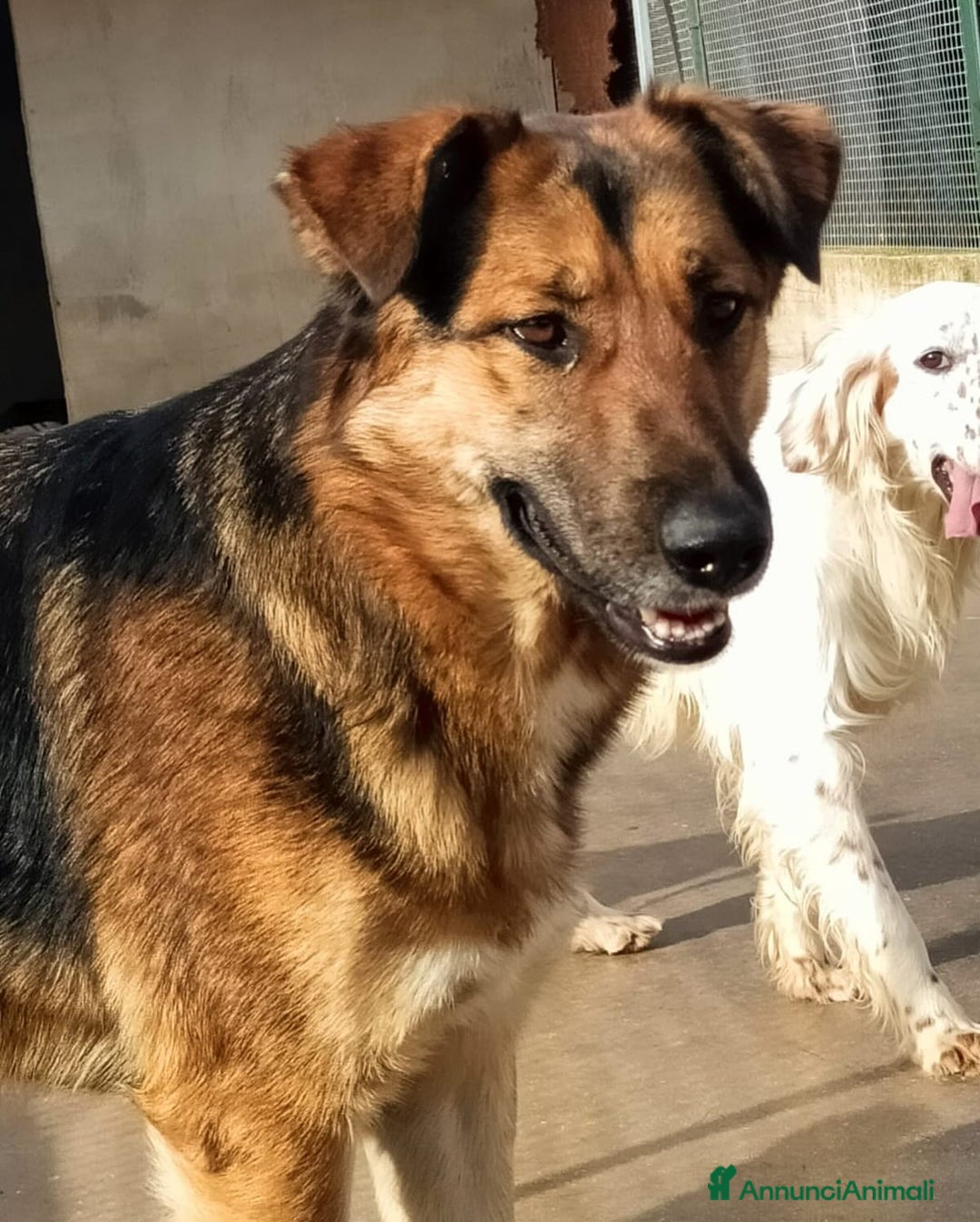 Meticcio cani in regalo: ELEKTRA lupetta 2 anni cerca adozione a Provincia di Latina - Annuncio 4