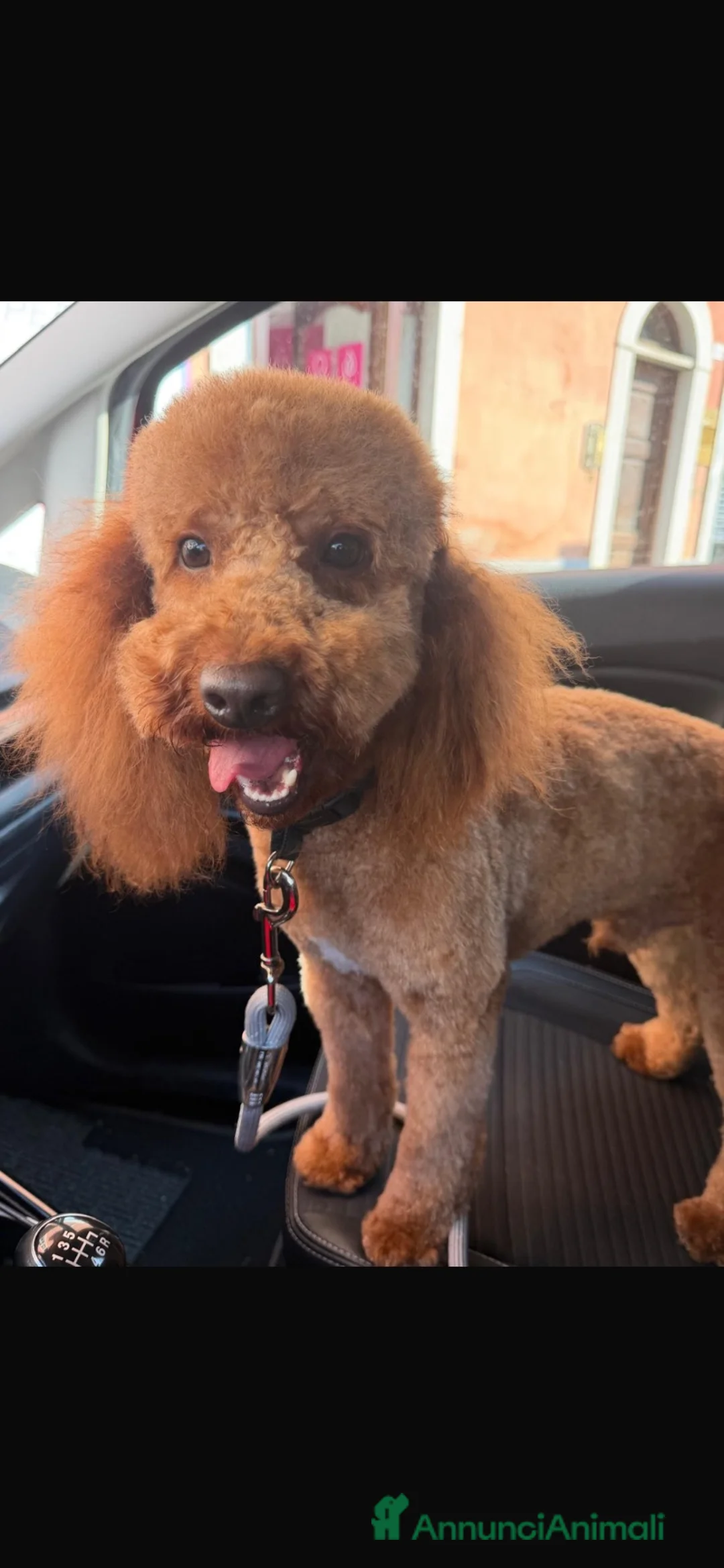 Barboncino cani per accoppiamento: Cerco femminuccia per lucky!! a Provincia di Cuneo - Annuncio 2