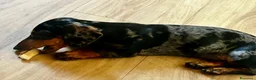 Bassotto cani in vendita: BASSOTTO Bellissimo cucciolo  - Annuncio 3