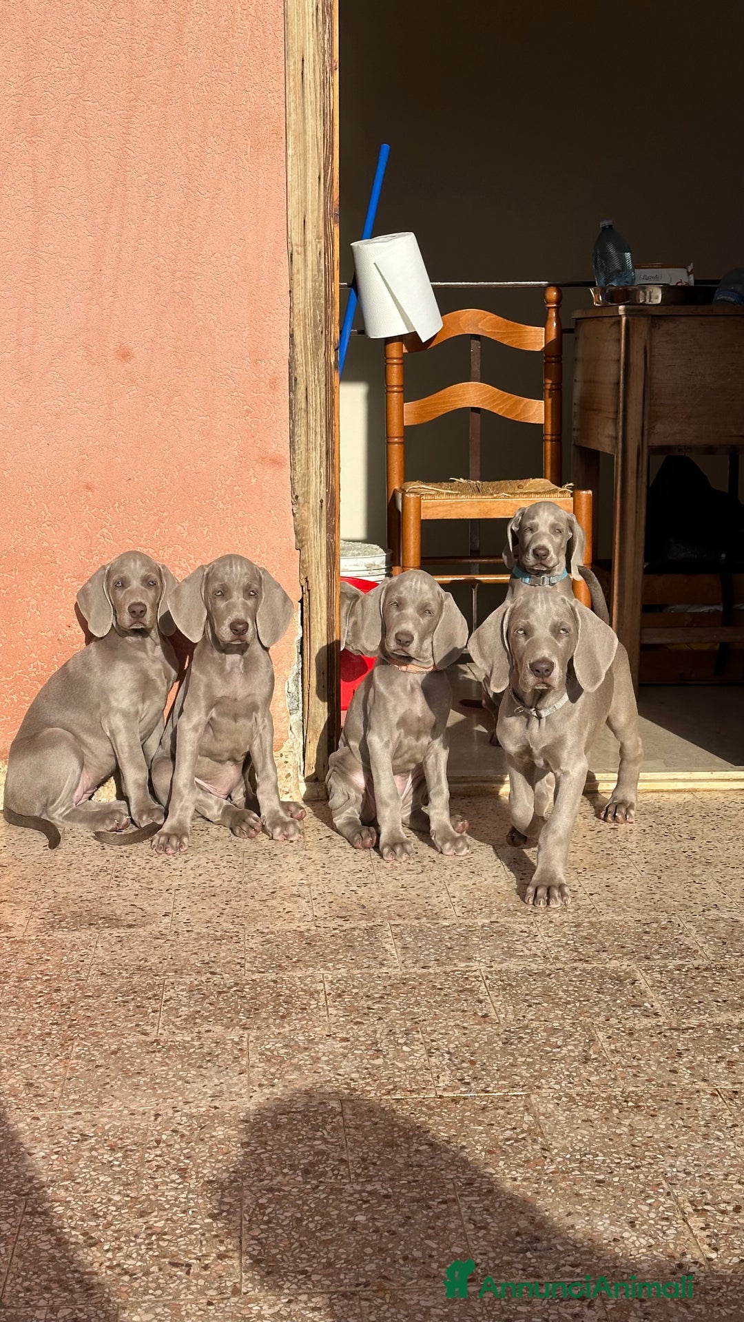 Weimaraner cani in vendita: Cuccioli di Weimaraner  - Annuncio 3