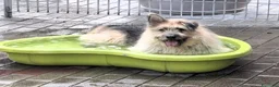 Meticcio cani in regalo: SPANK CERCA CASA - Annuncio 6