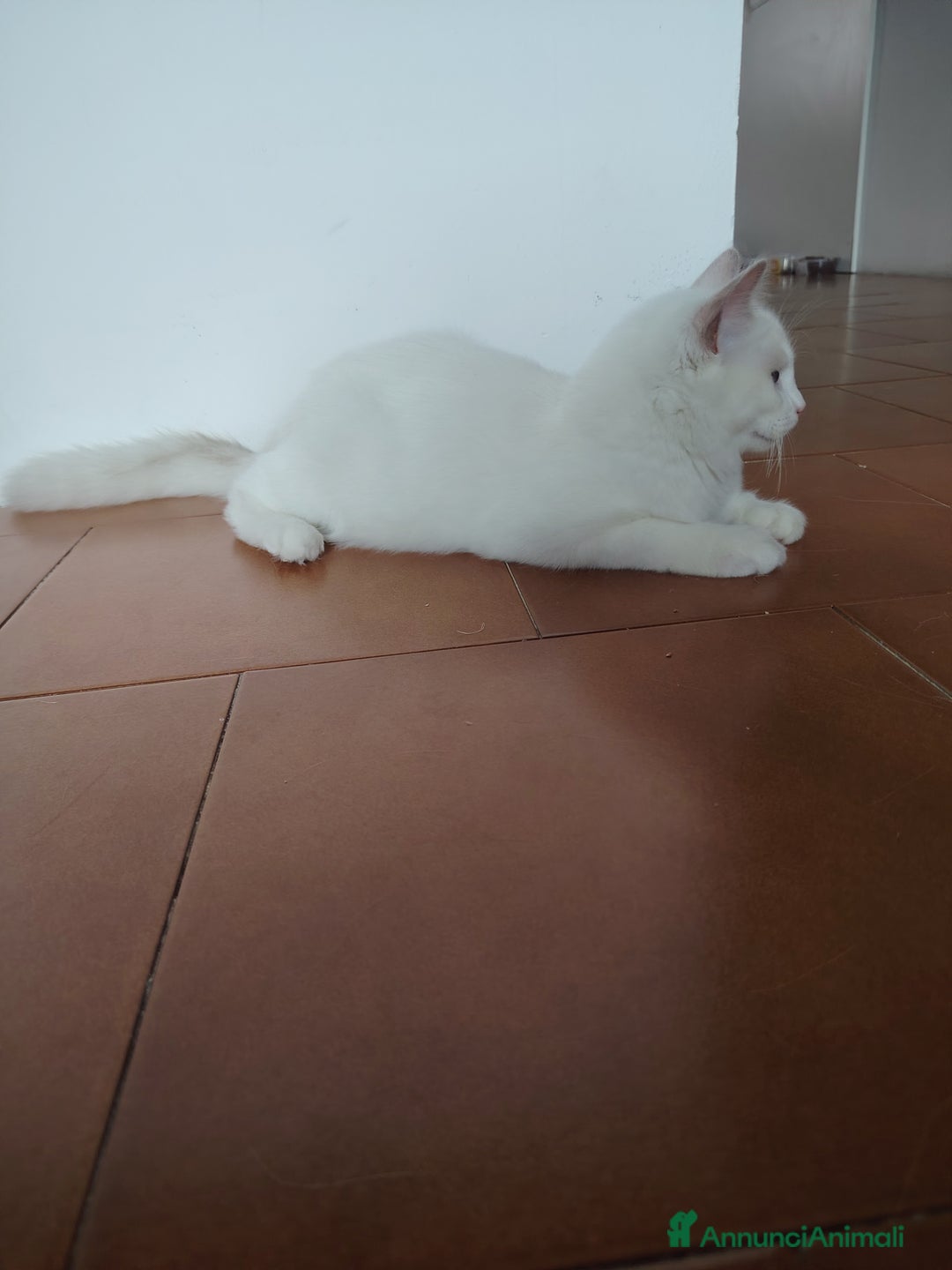 Ragdoll gatti in vendita: Gattino Ragdoll - Immagine 4