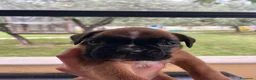 Boxer cani in vendita: 5 maschi fulvi - Annuncio 7