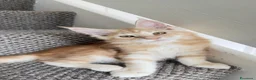 Maine Coon gatti in vendita: Gattini Maine coon di razza pura - Annuncio 8
