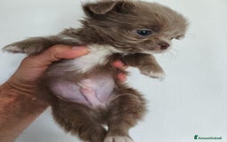 Chihuahua cani in vendita: Chihuahua cuccioli  a Roma - Immagine 1