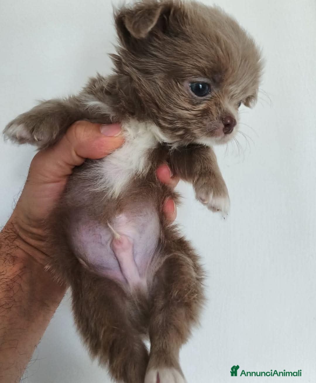 Chihuahua cani in vendita: Chihuahua cuccioli  a Roma - Immagine 1