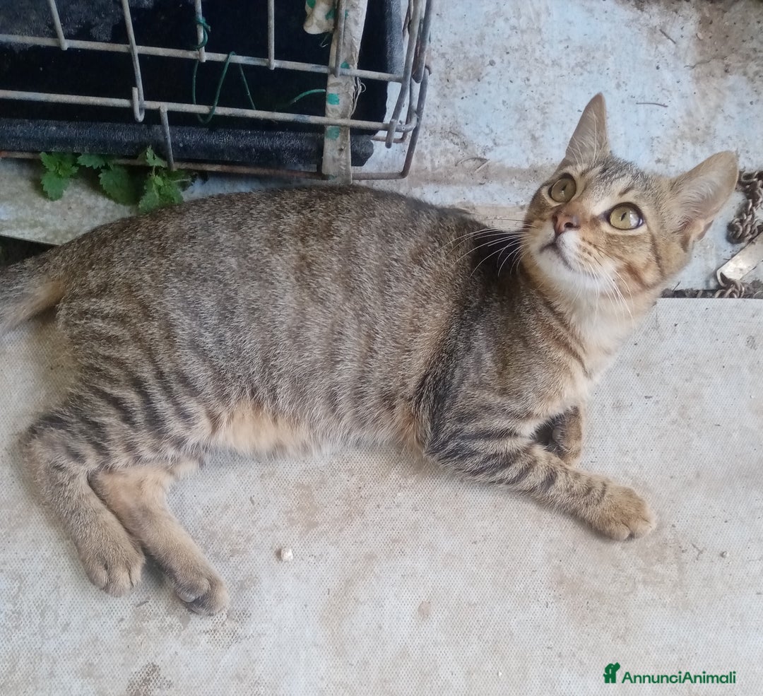 Altre razze gatti in regalo: Bellissimo tigratino a pelo corto - Annuncio 6