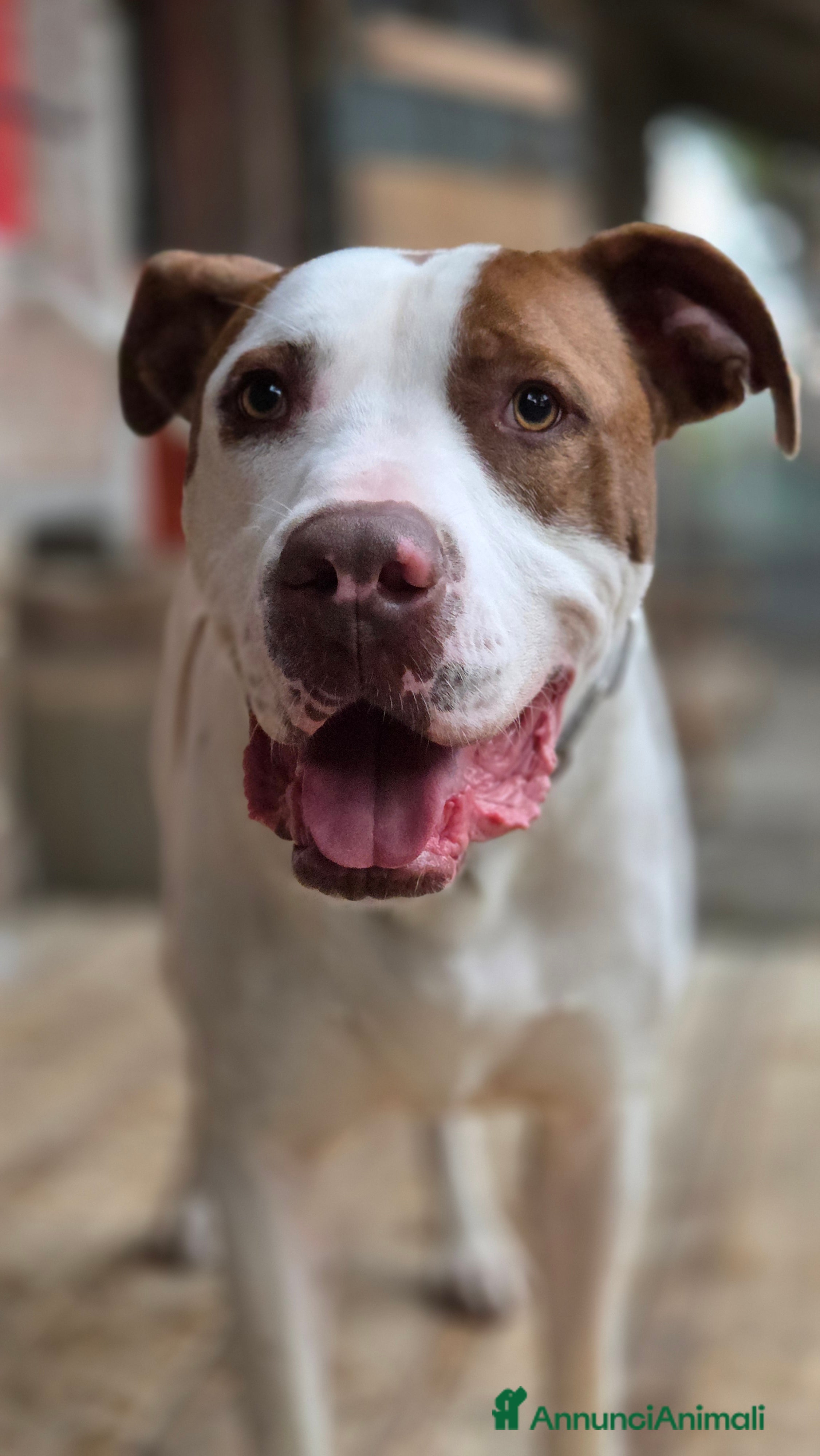 Pitbull cani Jighen ttb un anno e mezzo  - Annuncio 16