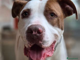 Pitbull cani Jighen ttb un anno e mezzo - Annuncio 20