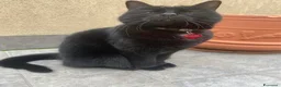 Europeo gatti in regalo: Gatta Europea Nera Sei Anni Cerca Casa  a Provincia di Ferrara - Annuncio 2