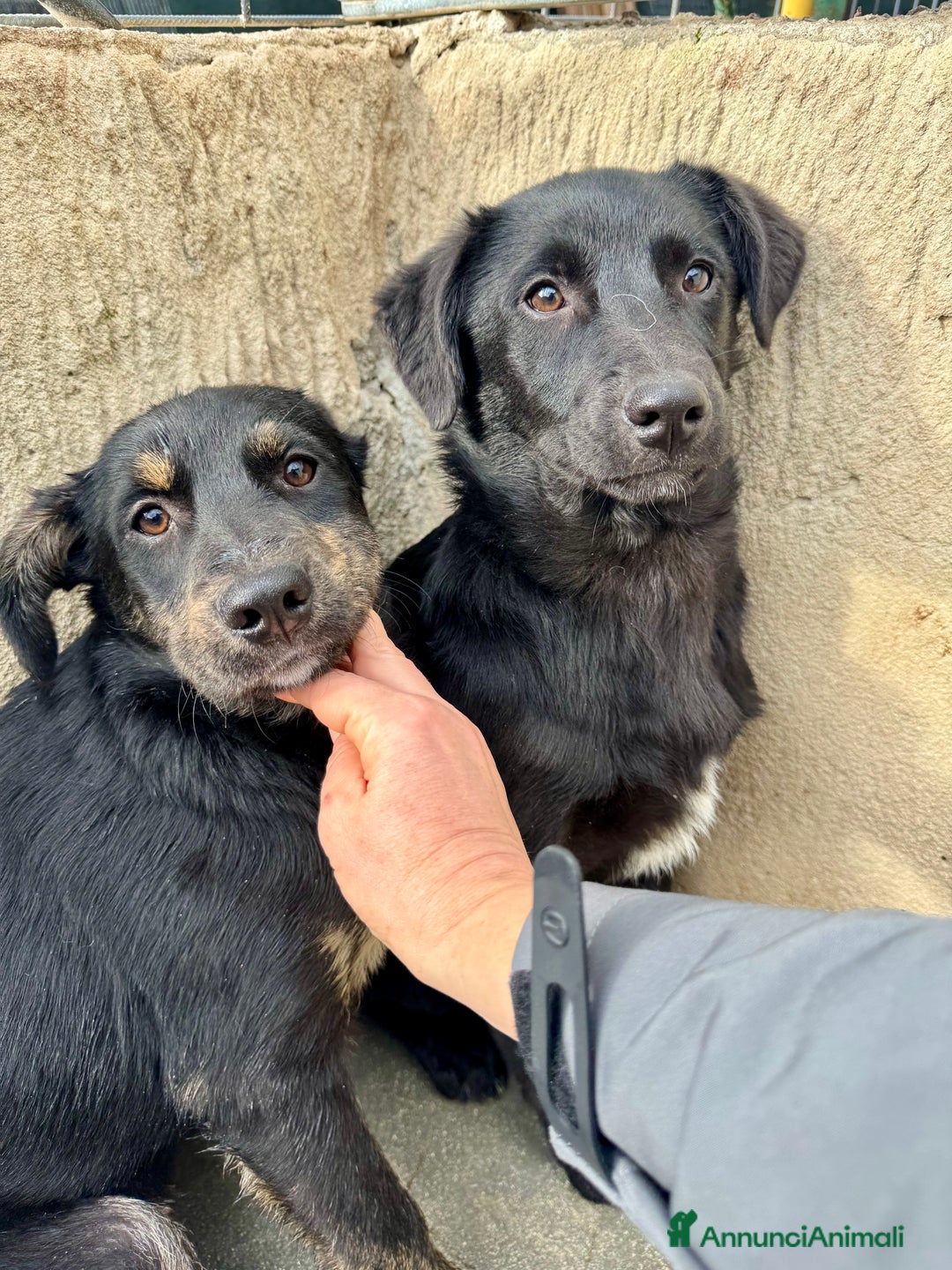 Meticcio cani in regalo: Femmina taglia media timorosa - Annuncio 2