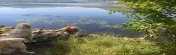 Golden Retriever cani in vendita: Cuccioli di golden Retriever  - Annuncio 10