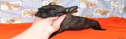 Bulldog Francese cani in vendita: CUCCIOLI BOULEDOGUE FRANCESE PEDIGREE a Provincia di Asti - Annuncio 4