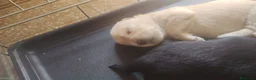 Bulldog Francese cani in regalo: Incrocio di bouldog francese / barboncino - Annuncio 6