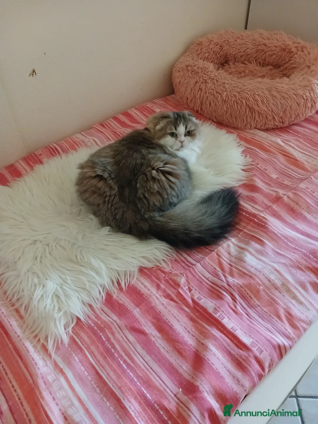 Scottish gatti in vendita: Cuccioli Fold  - Annuncio 2