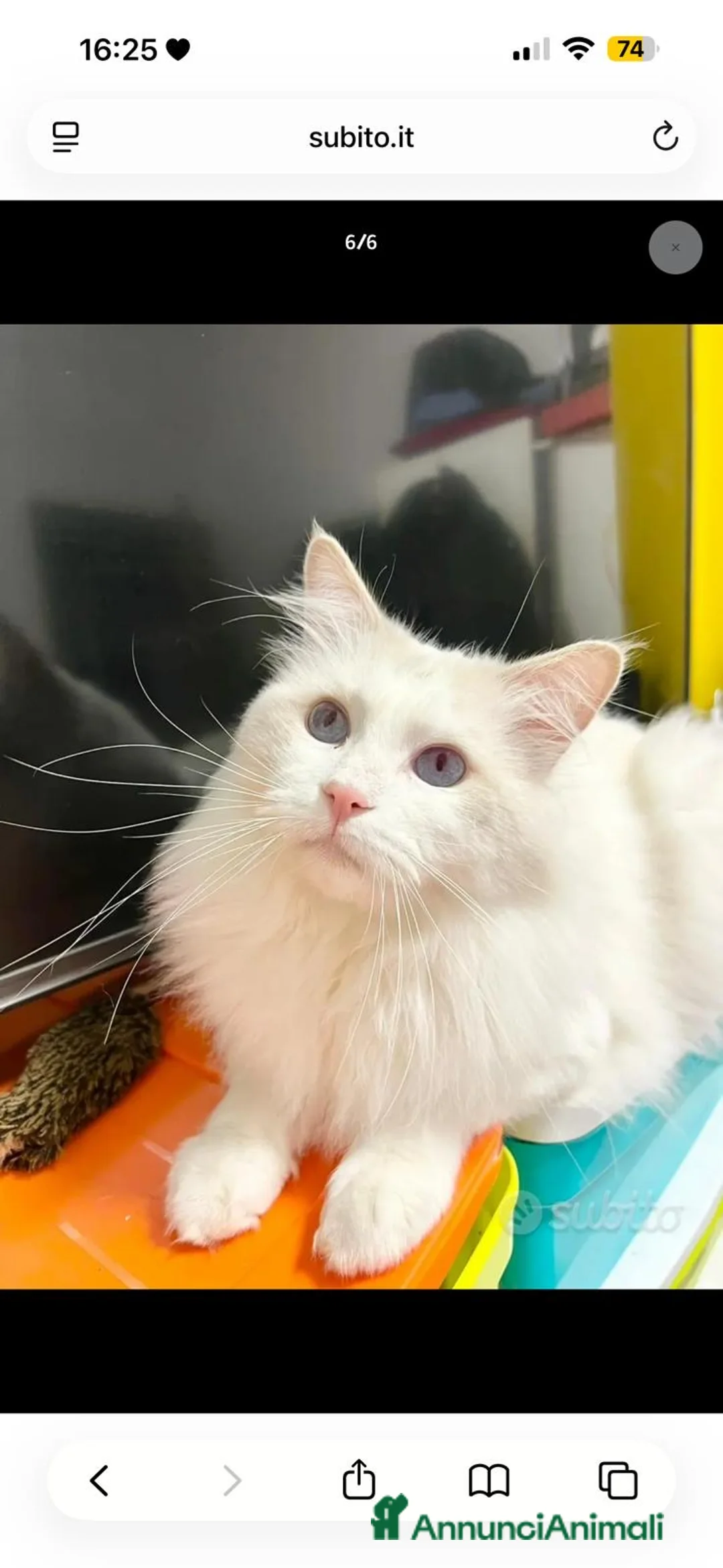 Ragdoll gatti in vendita: cuccioli ragdoll disponibili  - Annuncio 17