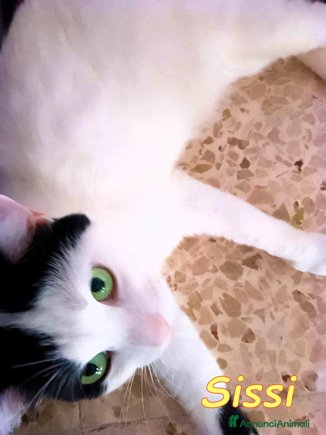 Europeo gatti in regalo: URGENTISSIMO🚨 a Città metropolitana di Milano - Annuncio 6