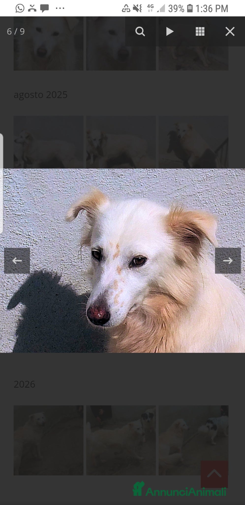 Golden Retriever cani ADOZDEL💔:bellissima,elegant,gentile,finisce inbox - Annuncio 1