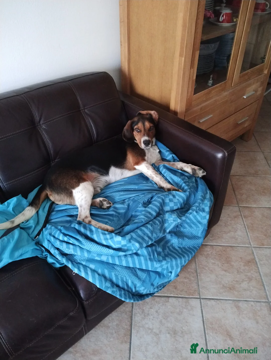 Beagle cani in regalo: Leo, Beagle maschio in canile - Annuncio 4