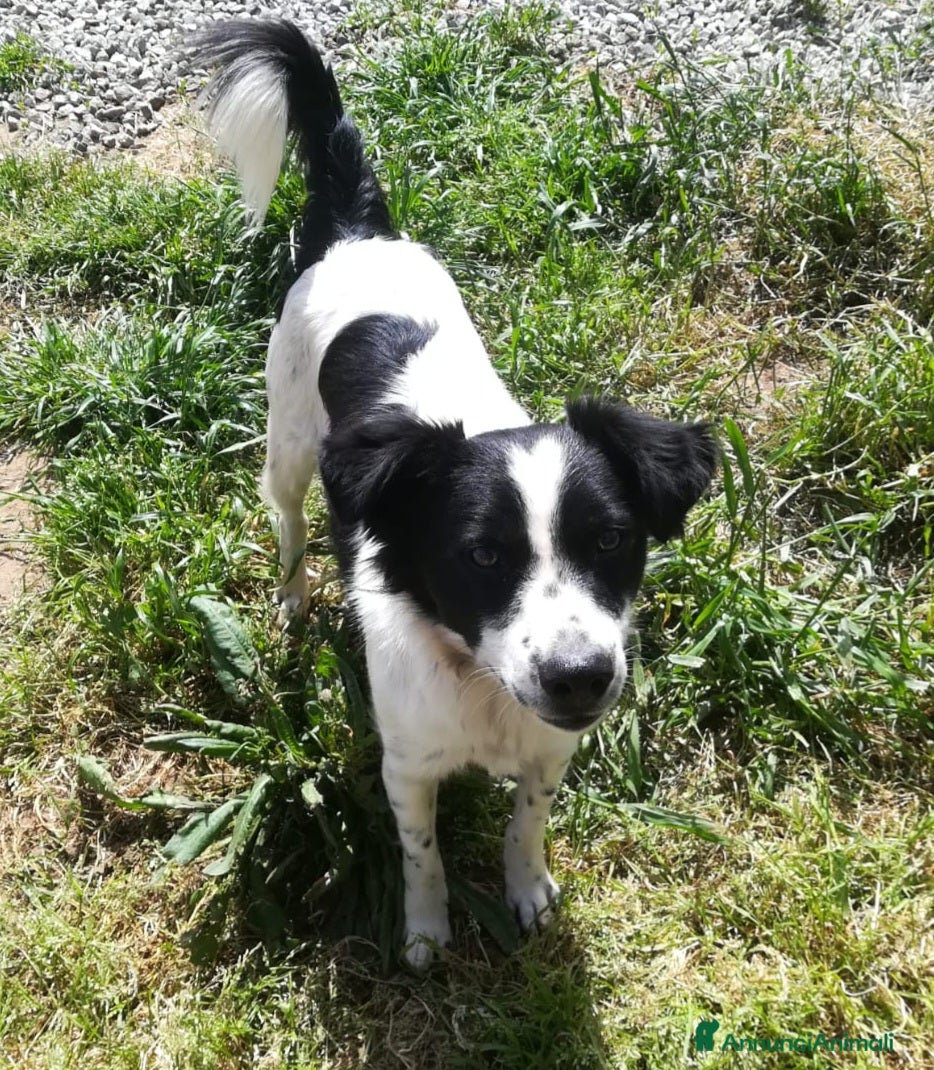 Meticcio cani TIMMY TAGLIA PICCOLA  - Annuncio 2