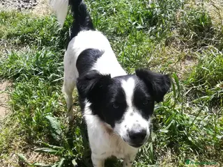 Meticcio cani TIMMY TAGLIA PICCOLA - Annuncio 2