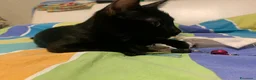 Meticcio gatti in regalo: Mea, micina deliziosa, quasi 4 mesi  - Annuncio 4