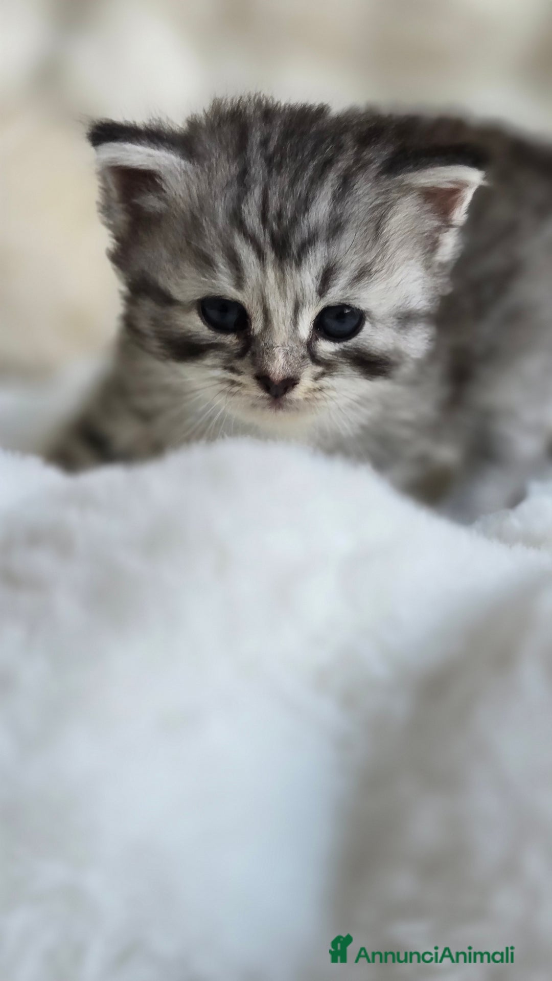 Siberiano gatti in vendita: Cuccioli gatto Siberiano ipoallergenico - Immagine 3