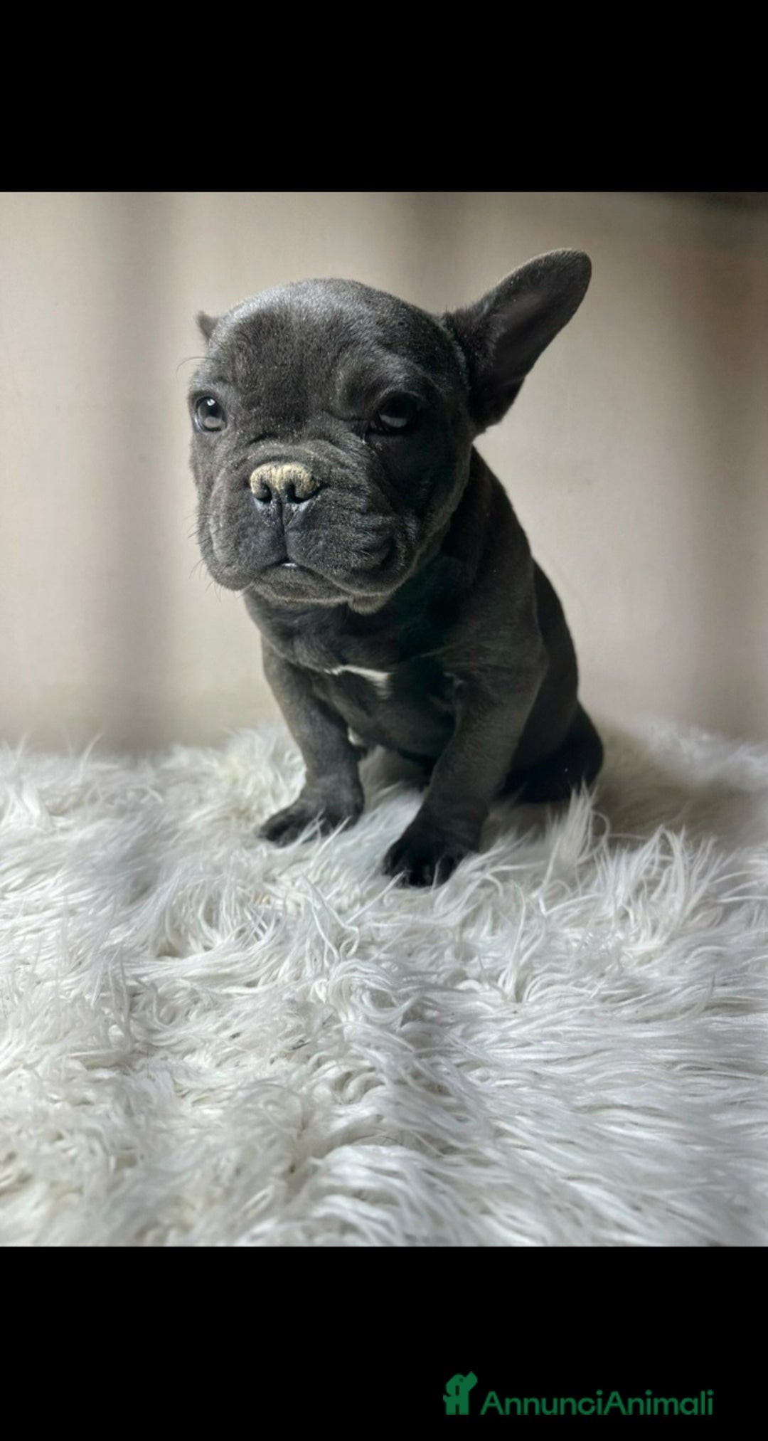 Bulldog Francese cani in vendita: Bulldog francese cuccioli - Annuncio 4