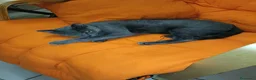 Certosino gatti in vendita: Cuccioli di certosino PURISSIMI  - Annuncio 17