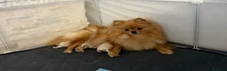 Volpino Pomerania cani in vendita: Cucciolo di Pomerania maschio - Annuncio 3