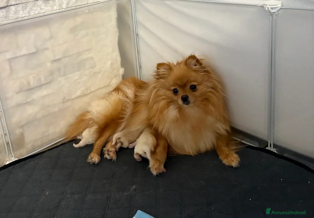 Volpino Pomerania cani in vendita: Cucciolo di Pomerania maschio - Annuncio 3