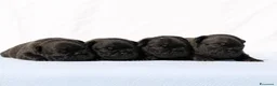 Bulldog Francese cani in vendita: FANTASTICI CUCCIOLI nati il 6 Luglio! - Annuncio 3