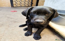 Labrador cani in vendita: Labrador  a Città metropolitana di Roma Capitale - Immagine 2